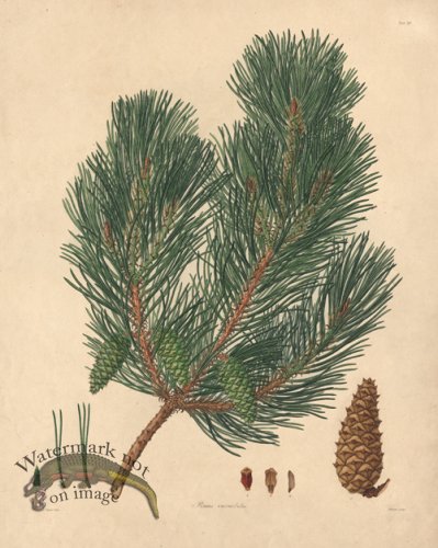 (image for) Lambert Pine 15