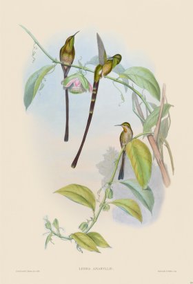 Gould Hummingbird 170