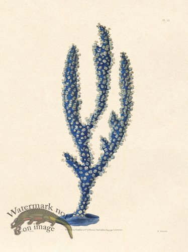 (image for) Shaw Nodder SL 32