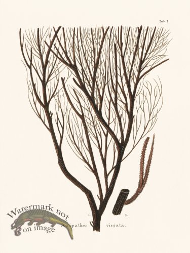 (image for) Esper Coral 001