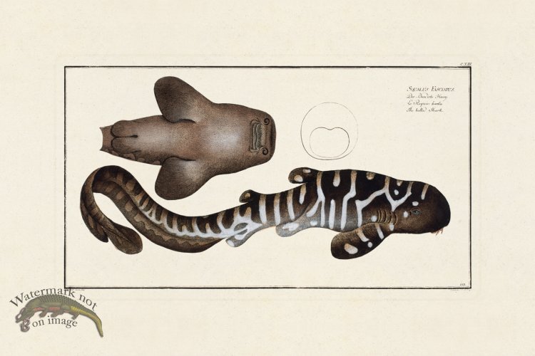 (image for) BLOCH FISH 113