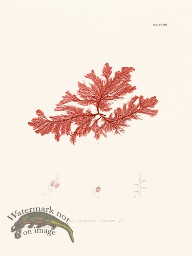 (image for) Bradbury Seaweed 123