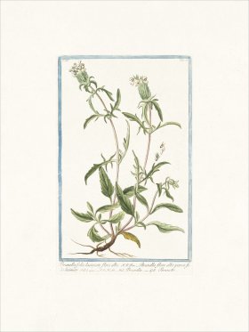 Bonelli 231 Carpenter's herb