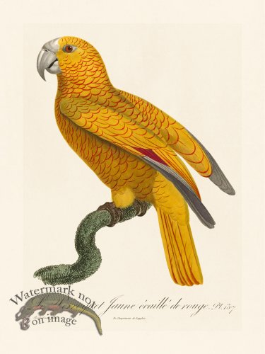 (image for) Barraband Parrot 137