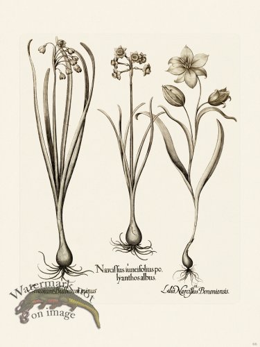 (image for) Besler 066 B1