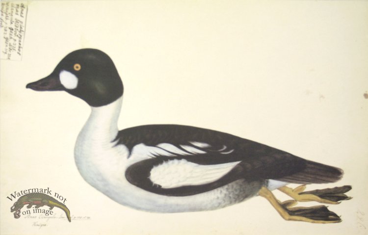 (image for) 226 Swedish Birds . Anas clangula . Common Golde