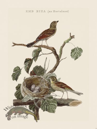 (image for) Nozeman Bird 195