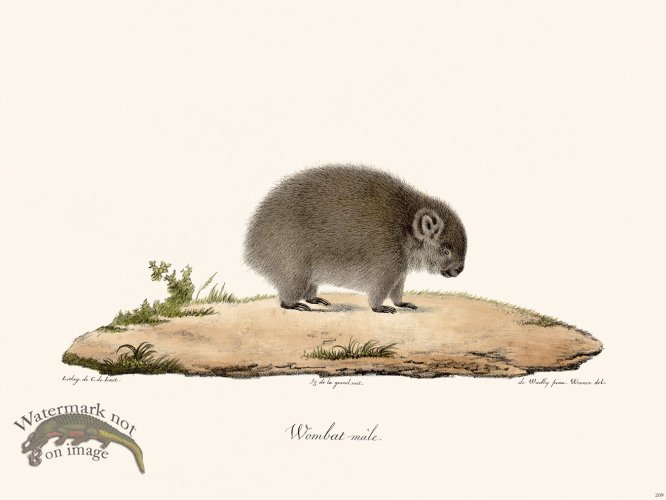 (image for) Cuvier 209 Male Wombat