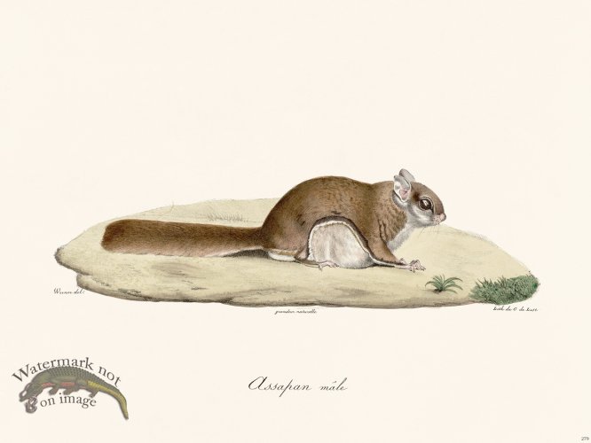 (image for) Cuvier 279 Male Assapan