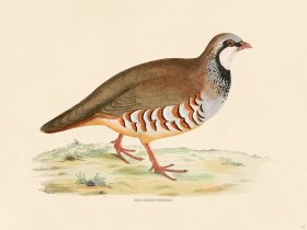 (image for) 07 BGB Red Leg Partridge