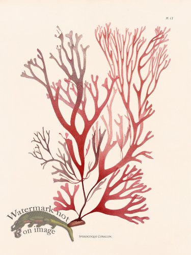 (image for) Oceanie 13