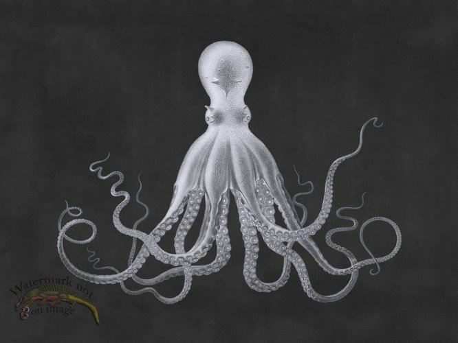 (image for) Savigny Octopus Gray