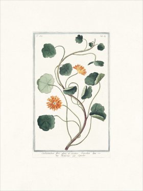 Bonelli 664 Capuzine