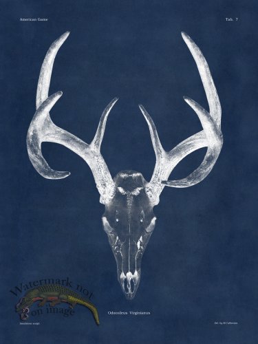 (image for) Blue Bones 07 White Tail