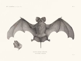 (image for) Bats of the World 09