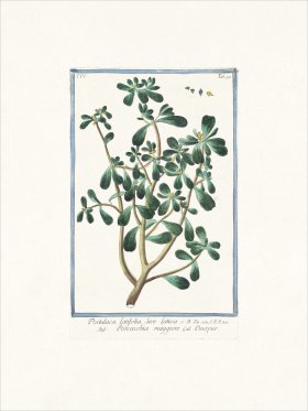 Bonelli 359 Moss Rose