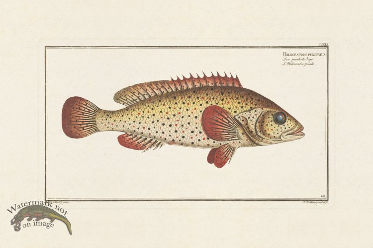 (image for) BLOCH FISH 241