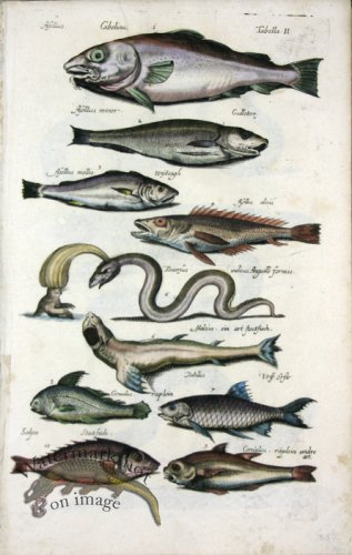 (image for) 1660_Sea_life_11