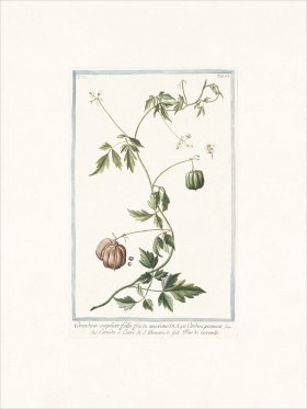 Bonelli 668 faux persil