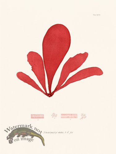 (image for) Bradbury Seaweed 096