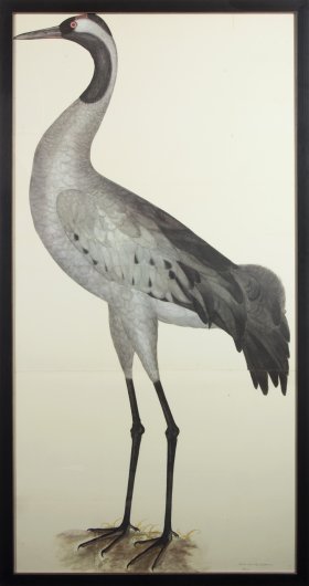 RB Bk COMMON CRANE PL 2