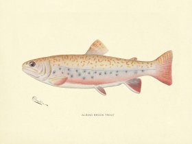 Trout - Albino Brook