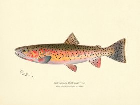 Trout- Yellowstone Cutthroat