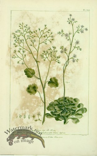 (image for) Philip Miller 124