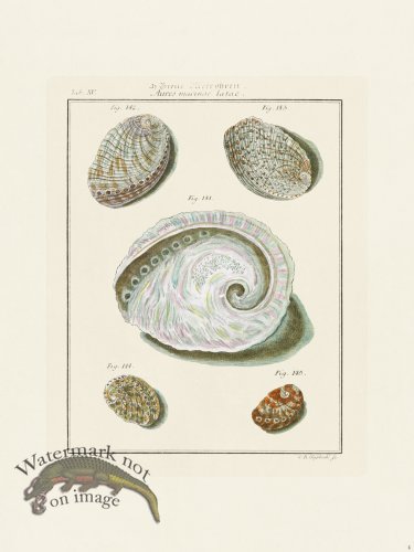 (image for) Martini Shells 004