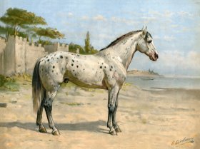 Turkish Horse by Eerelman