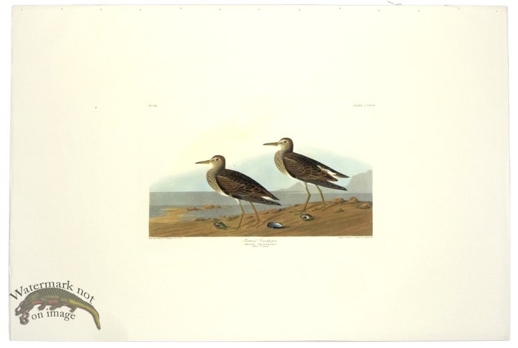 (image for) Pectoral Sandpiper