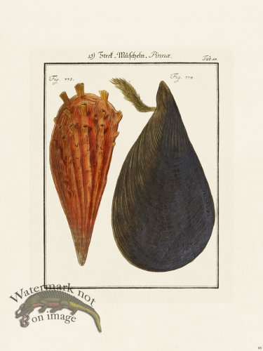 (image for) Martini Shells 088