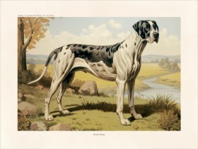 CFA Dog Great Dane
