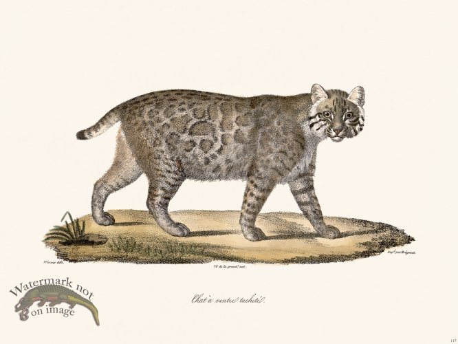 (image for) Cuvier 117 Spotted Belly Cat