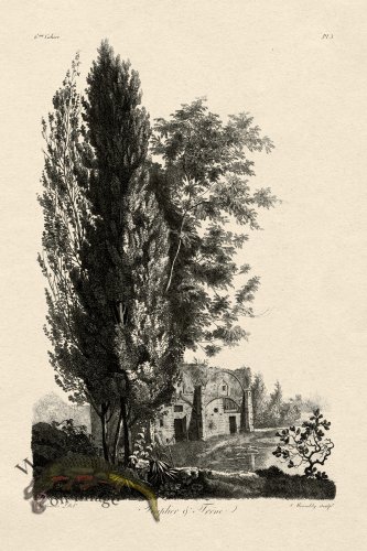 (image for) Defiennes Tree 03