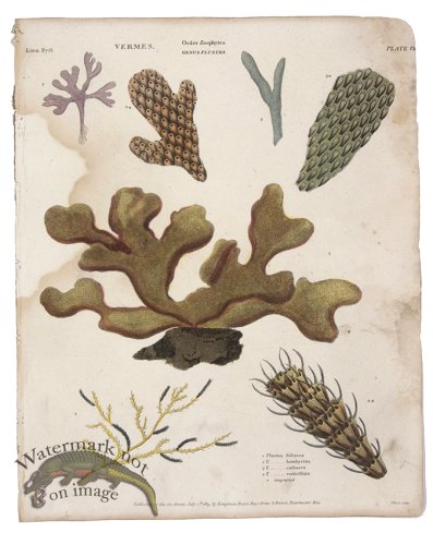 (image for) Bryozoan