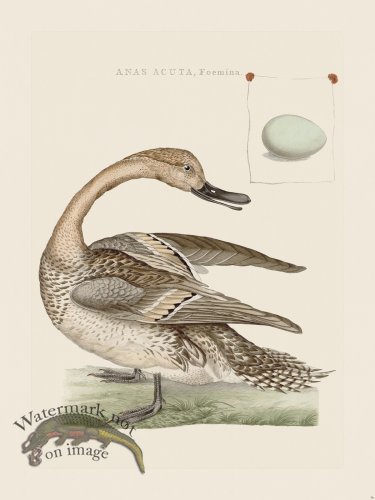 (image for) Nozeman Bird 057