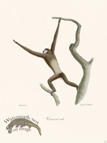 Cuvier 382 Male Vouuou