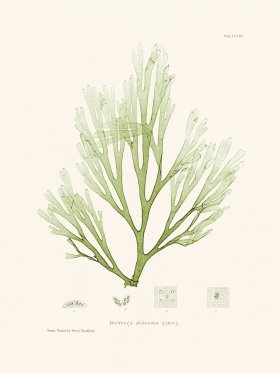 Bradbury Seaweed 158