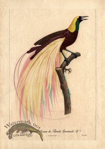 (image for) Barraband 01