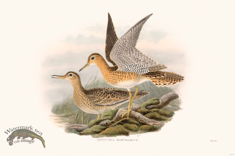 (image for) Gould Shore Bird 012