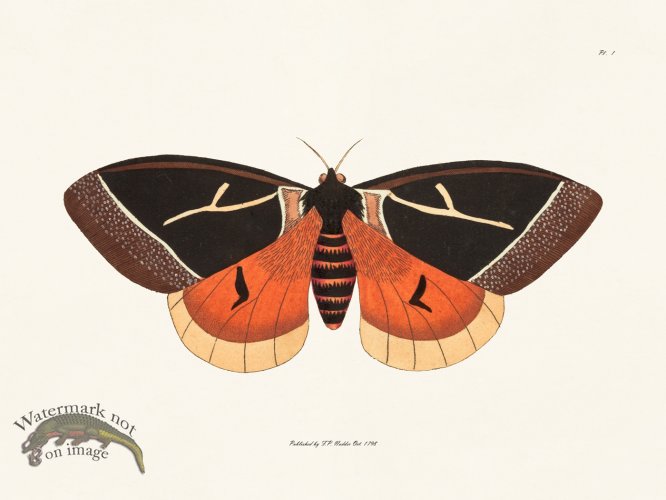 (image for) Nodder BF 07