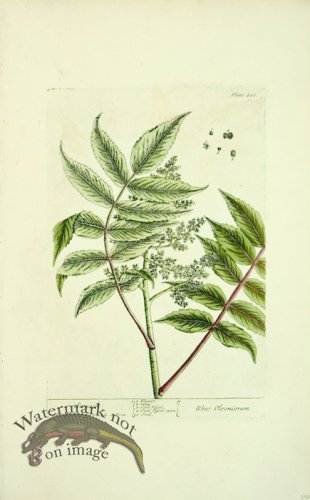 (image for) Blackwell E 19