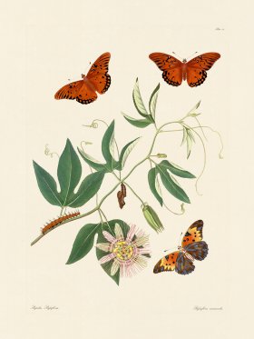 Abbot Butterfly 012