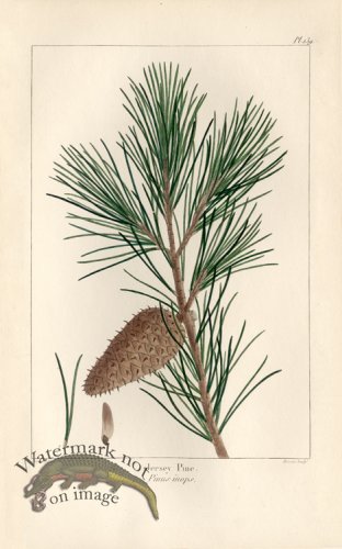 (image for) Jersey Pine