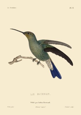 Humming Bird 05