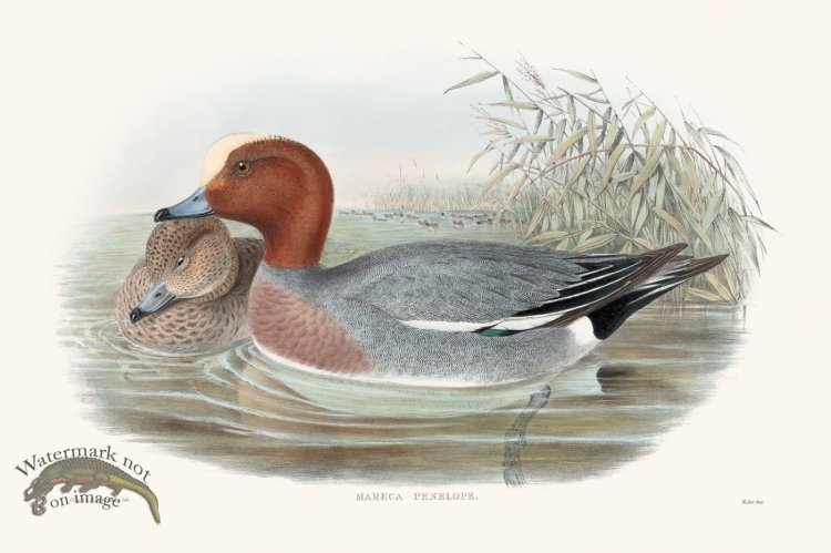 (image for) Gould Waterfowl 06