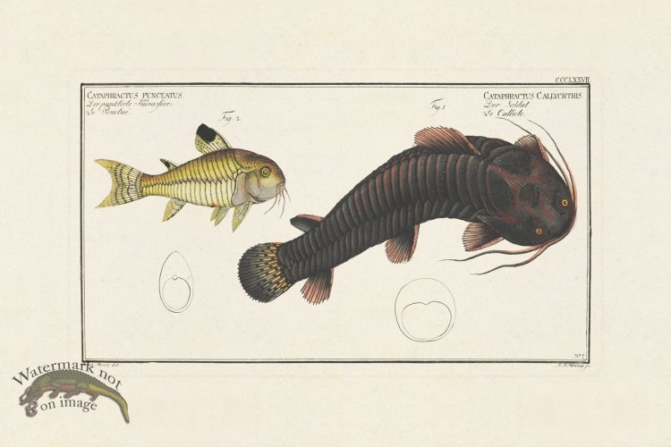 (image for) BLOCH FISH 377