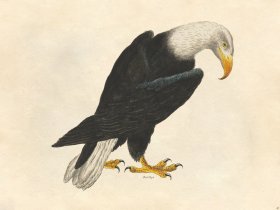 Bald Eagle - Tribute Bd 47
