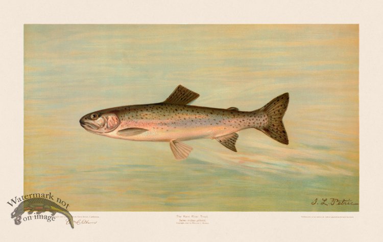 (image for) Kern River Trout